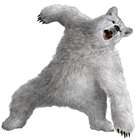 Kuma