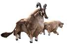 Aldgoat