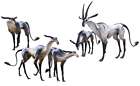 Antelope