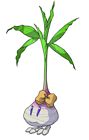 Radish