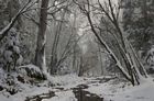 Snowy Woods