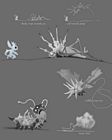 Cordyceps