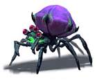 Spider