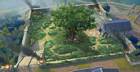 Athena Region Sacred Olive Tree
